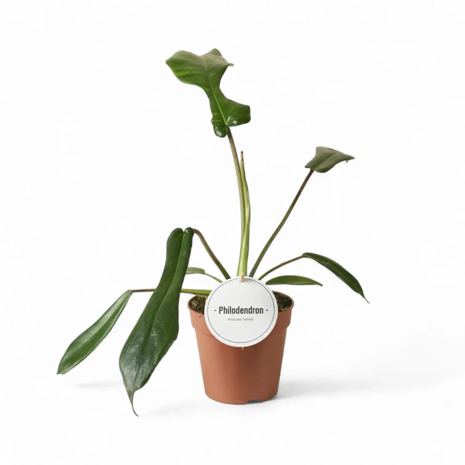 Philodendron x joepii potted houseplant in nursery pot on white background, product photo 8.