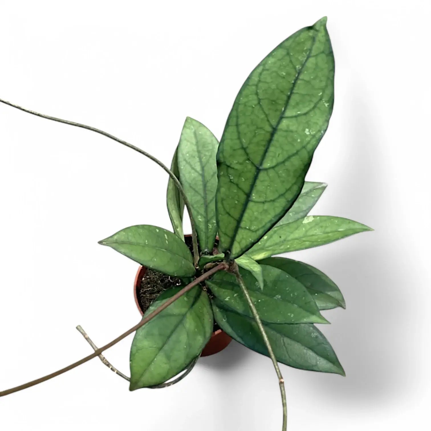 Hoya crassipetiolata – Topfpflanze im Kulturtopf vor weißem Hintergrund, Produktfoto 5.