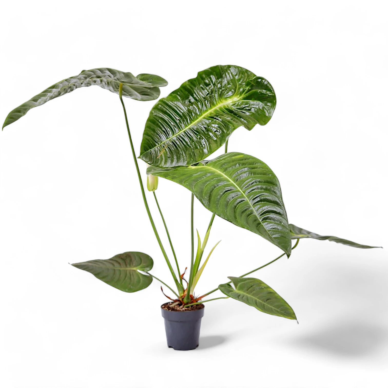 Anthurium veitchii potted houseplant in nursery pot on white background, product photo 2.
