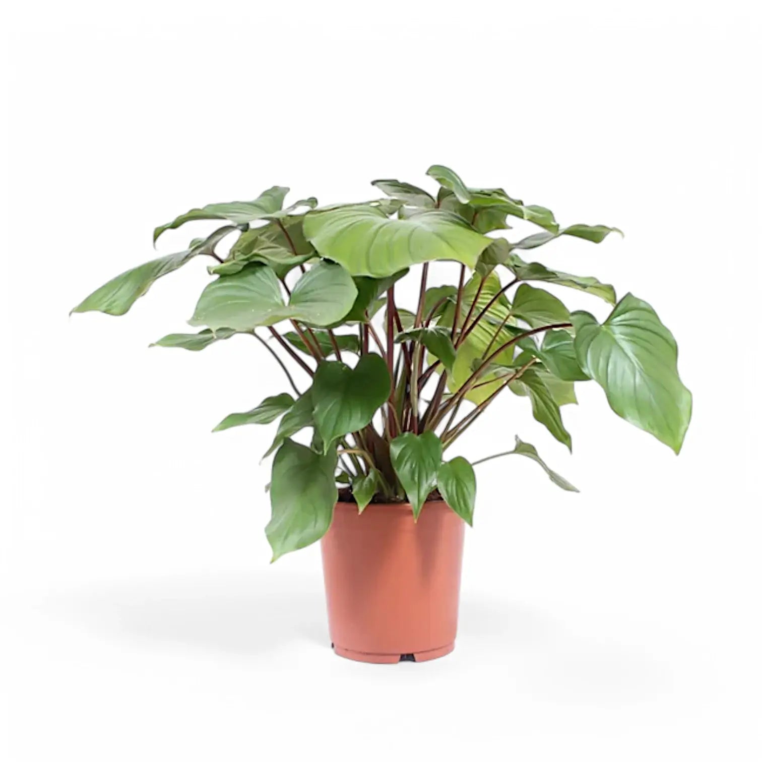 Homalomena rubescens âMaggyâ potted houseplant in nursery pot on white background, product photo 2.