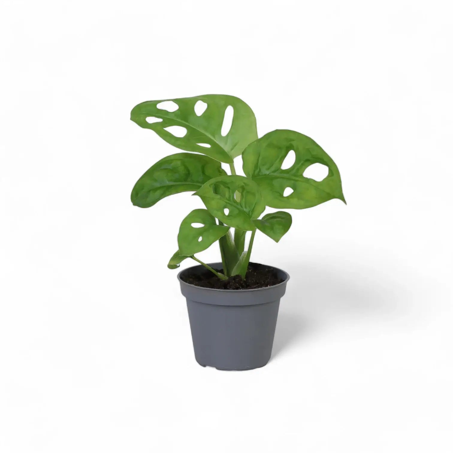 Monstera adansonii 'Monkey leaf' potted houseplant in nursery pot on white background, product photo 6.
