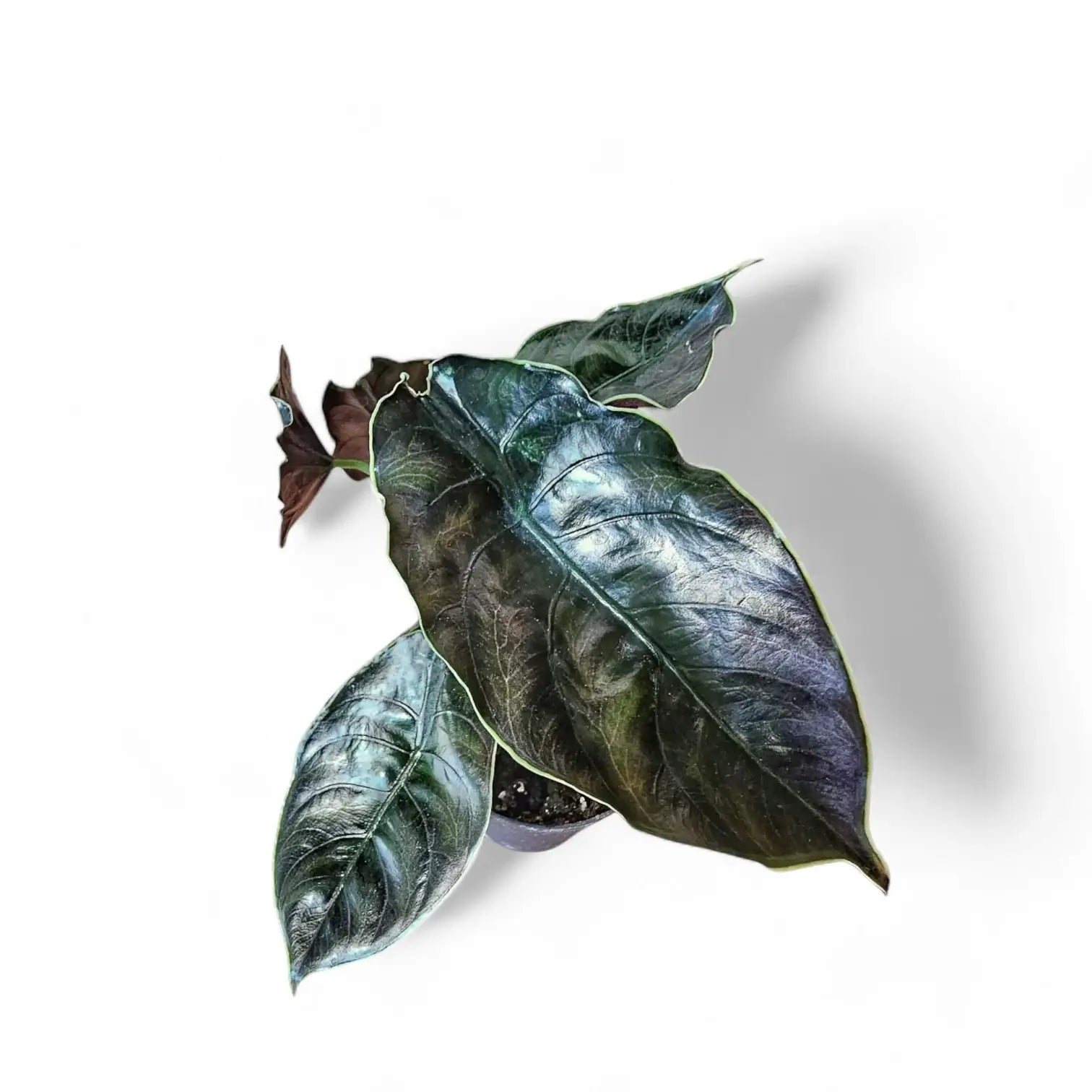 Alocasia azlanii potted houseplant in nursery pot on white background, product photo 12.