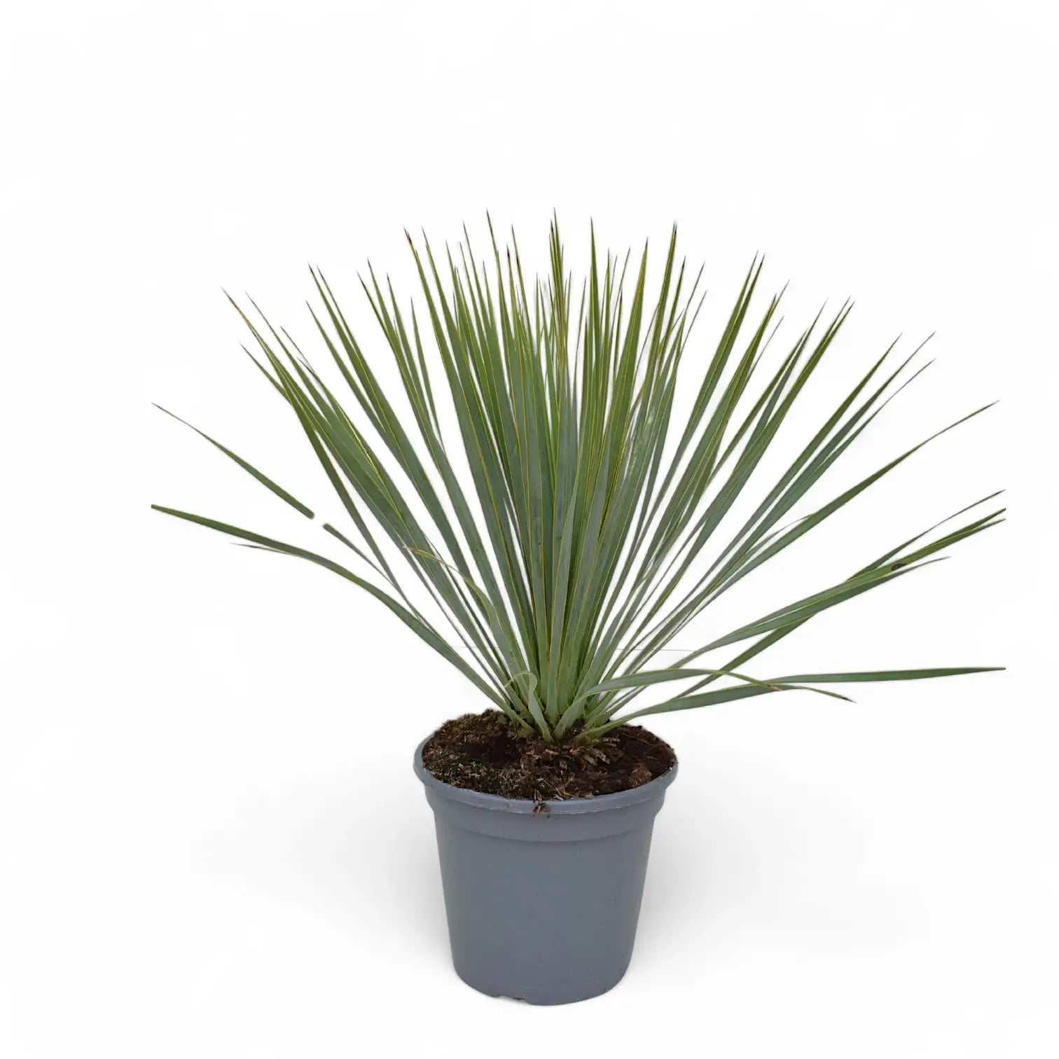 Yucca rostrata potted houseplant in nursery pot on white background, product photo 5.