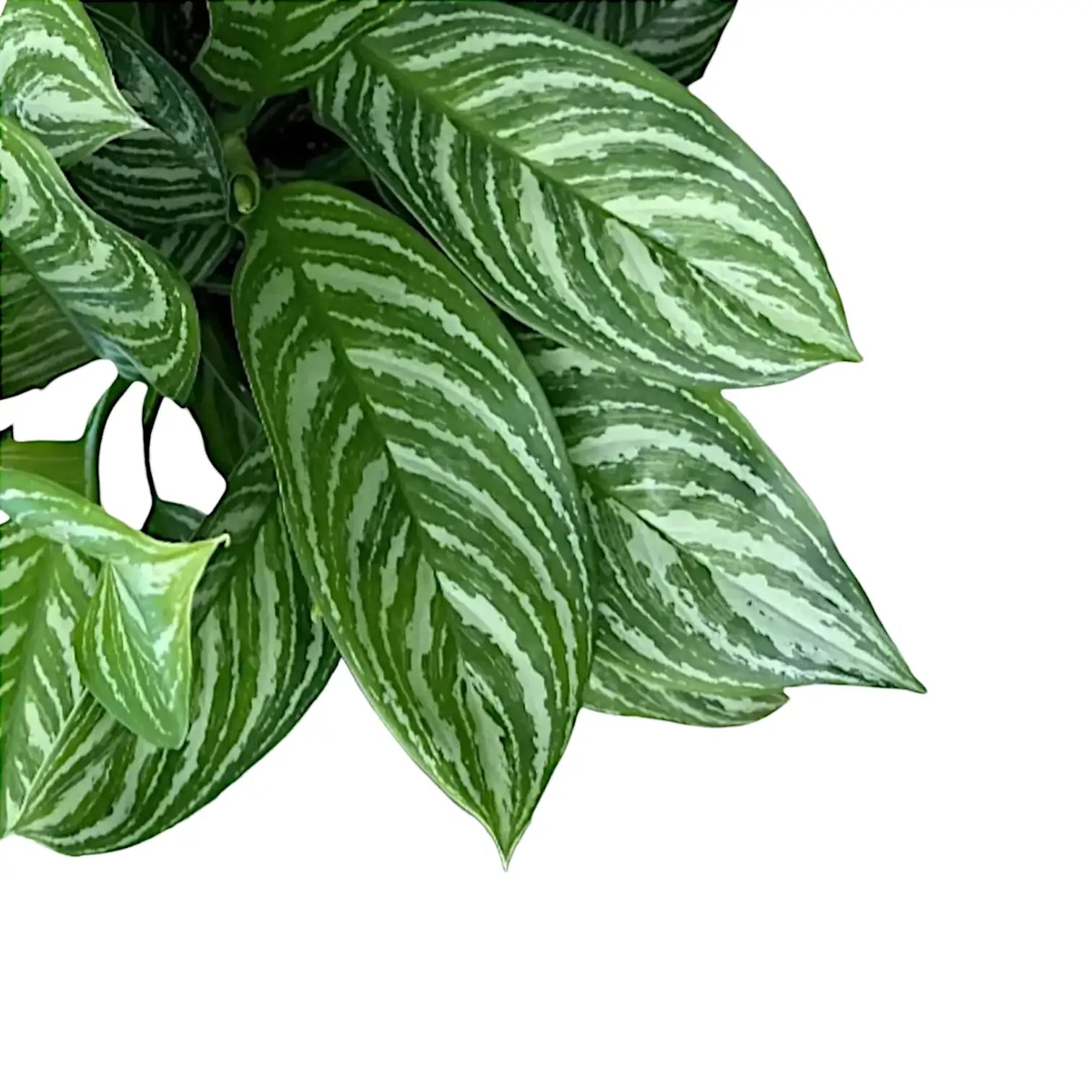 Nahaufnahme eines Blatts von Aglaonema 'Stripes' vor weiĂźem Hintergrund.