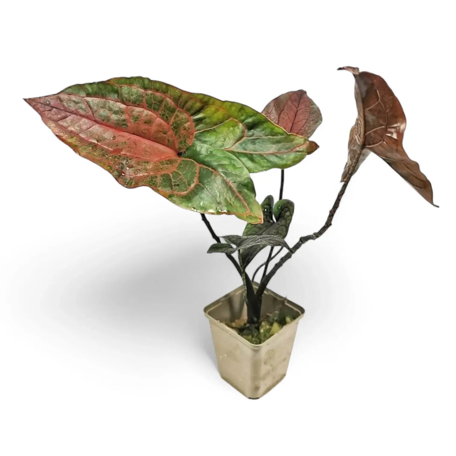 Cyrtosperma johnstonii – Topfpflanze im Kulturtopf vor weißem Hintergrund, Produktfoto 8.