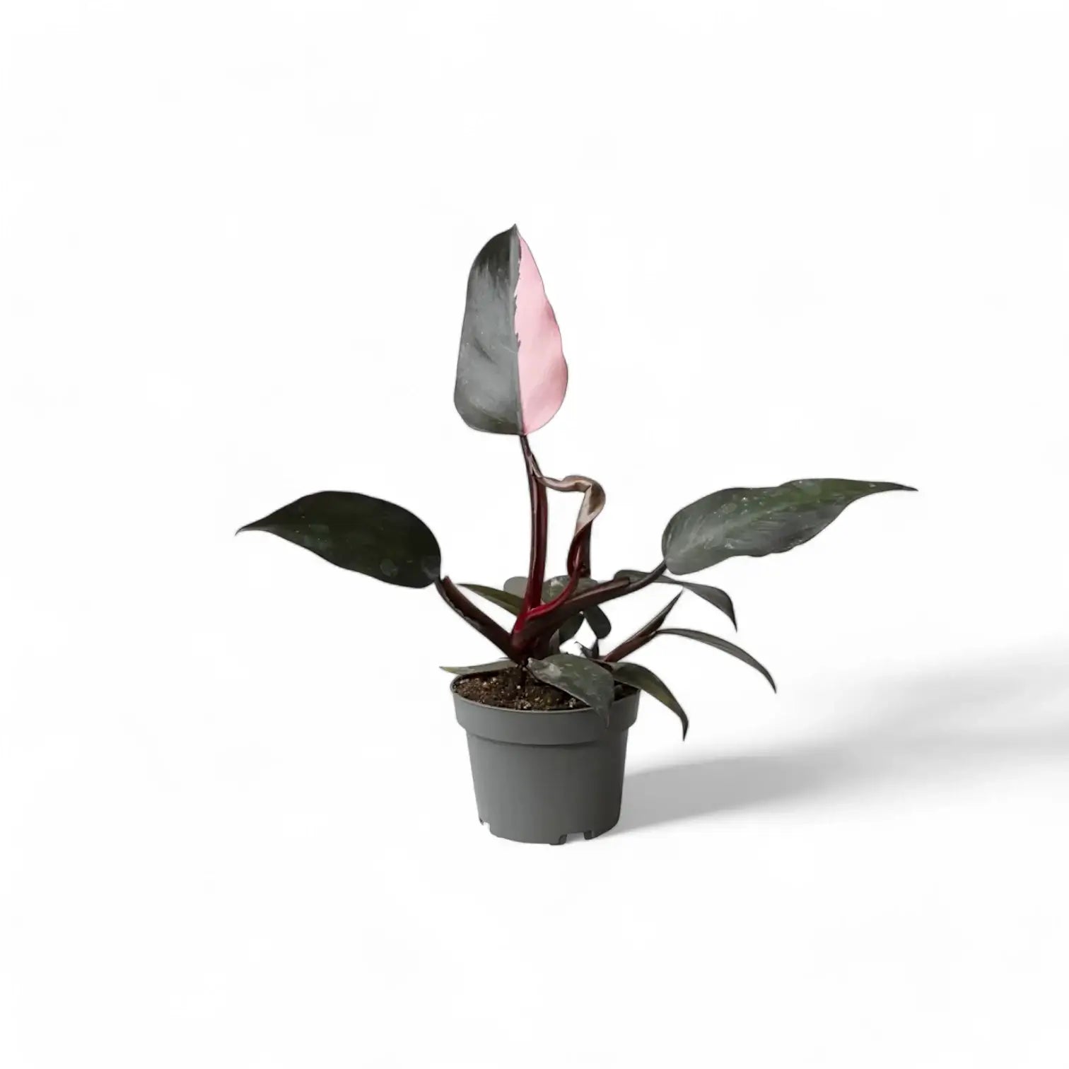 Philodendron 'Pink princess' – Zimmerpflanze im Kulturtopf auf weißem Hintergrund, Produktfoto 9.