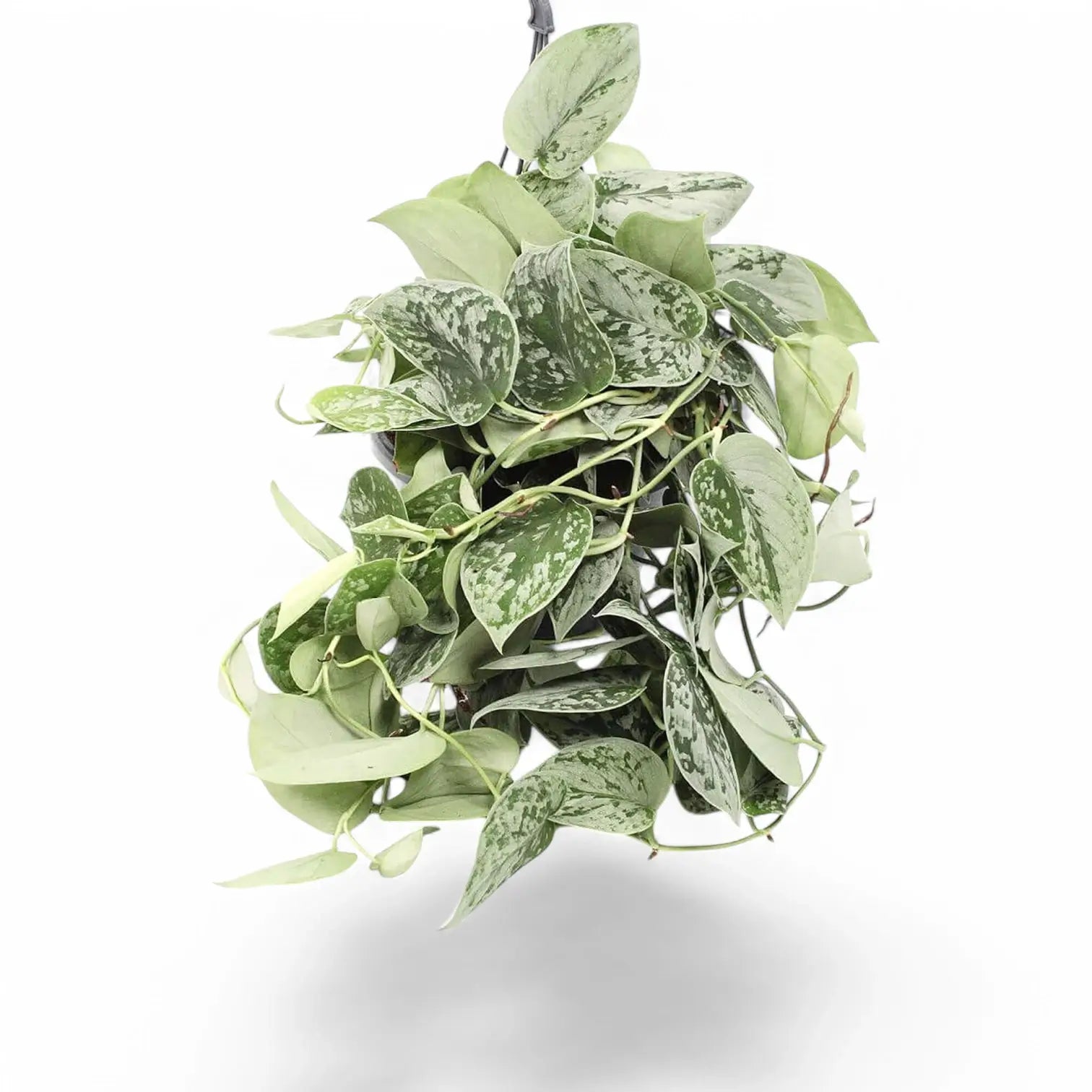 Scindapsus pictus 'Silvery Ann' – Zimmerpflanze im Kulturtopf auf weißem Hintergrund, Produktfoto 10.