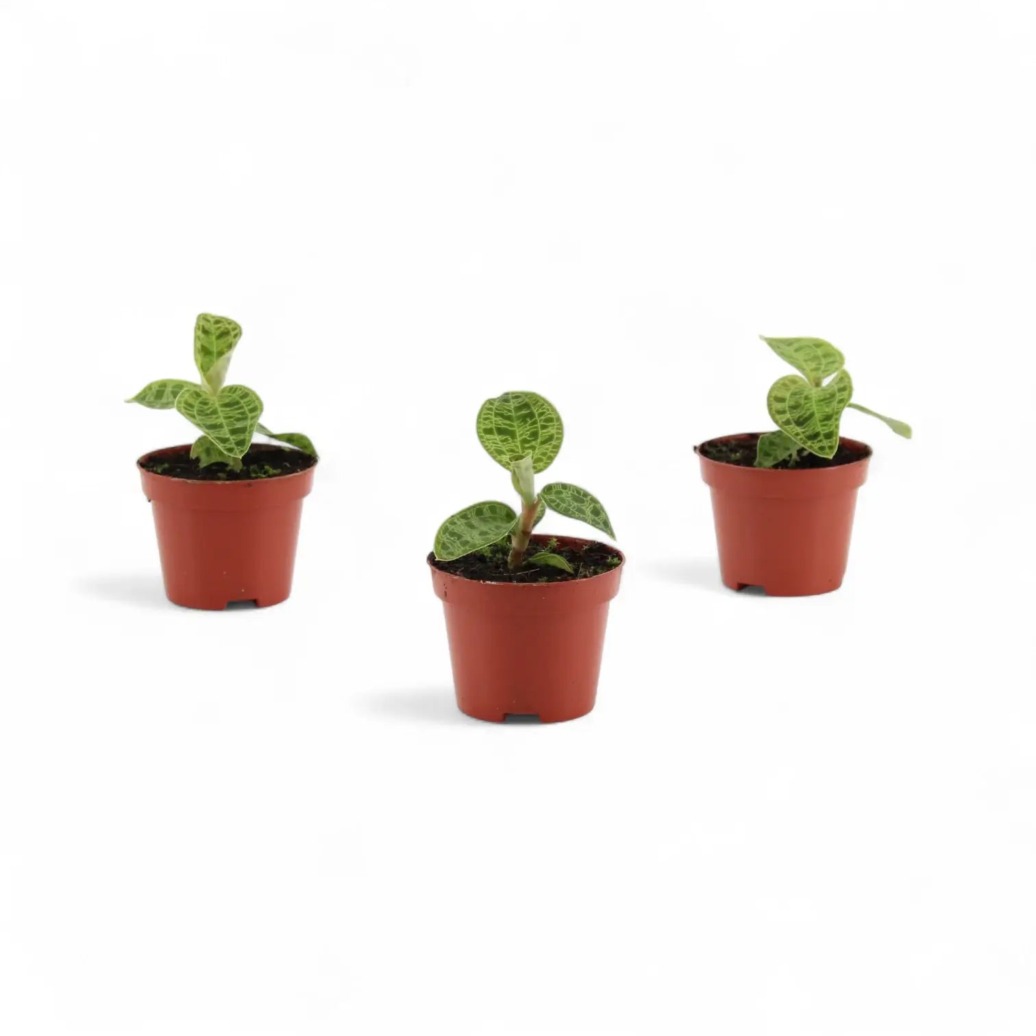Macodes petola potted houseplant in nursery pot on white background, product photo 3.