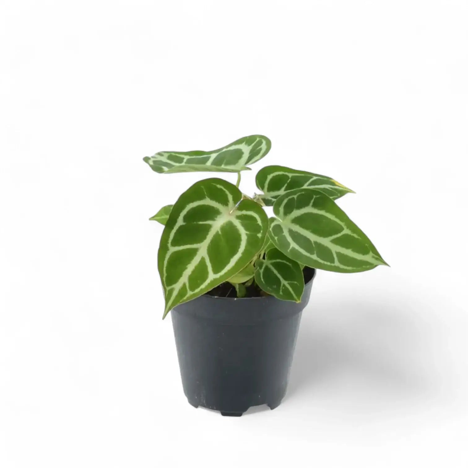 Anthurium crystallinum potted houseplant in nursery pot on white background, product photo 9.