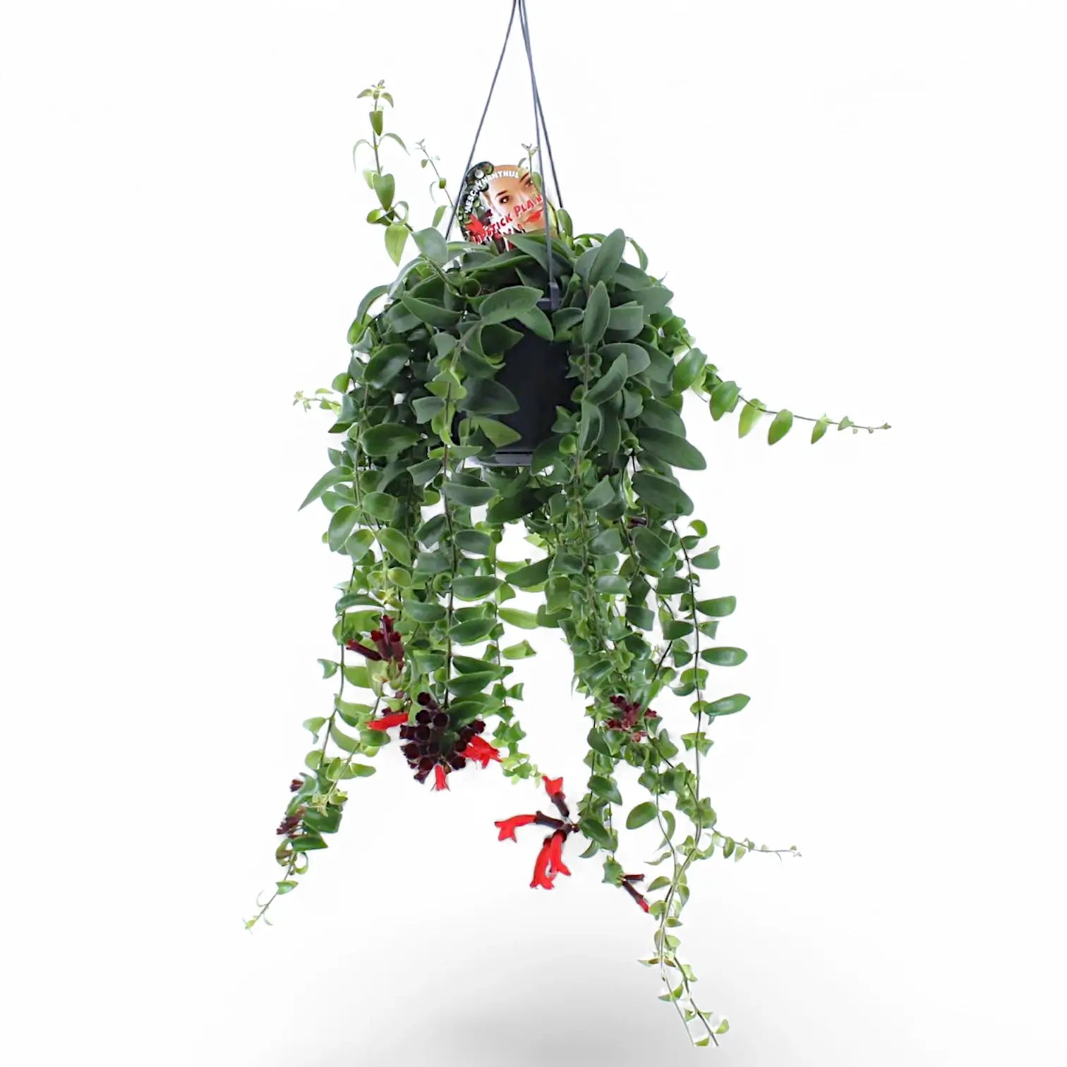 Aeschynanthus 'Rasta' – Zimmerpflanze im Kulturtopf auf weißem Hintergrund, Produktfoto 3.