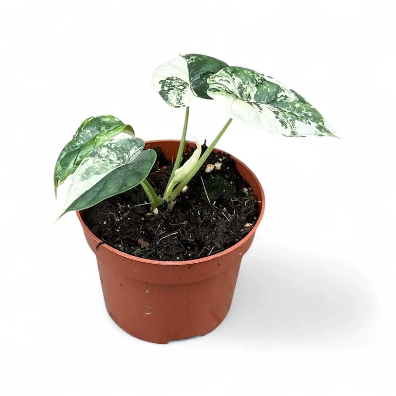 Alocasia baginda 'Dragon scale' albo-variegata potted houseplant in nursery pot on white background, product photo 7.