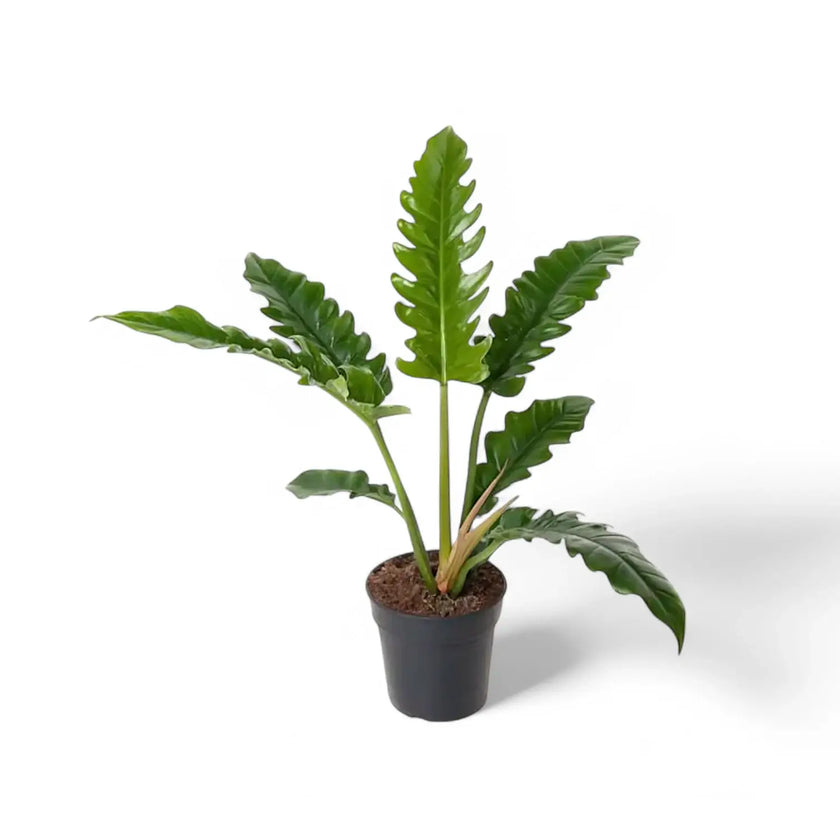 Philodendron 'Narrow' ('Tiger Tooth', 'Jungle boogie') potted houseplant in nursery pot on white background, product photo 3.