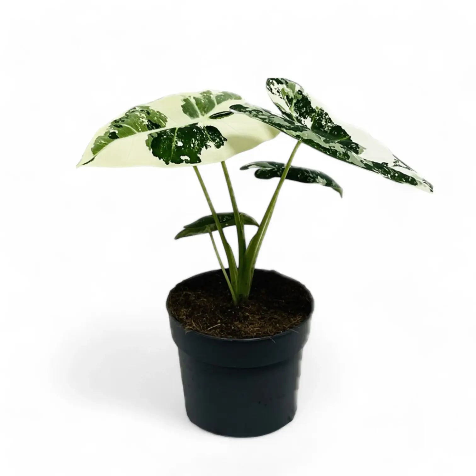 Alocasia ‘Frydek’ variegata potted houseplant in nursery pot on white background, product photo 4.
