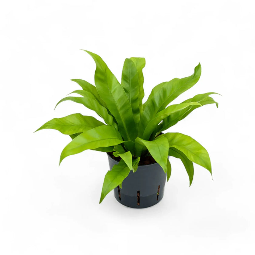 Asplenium antiquum potted houseplant in nursery pot on white background, product photo 2.