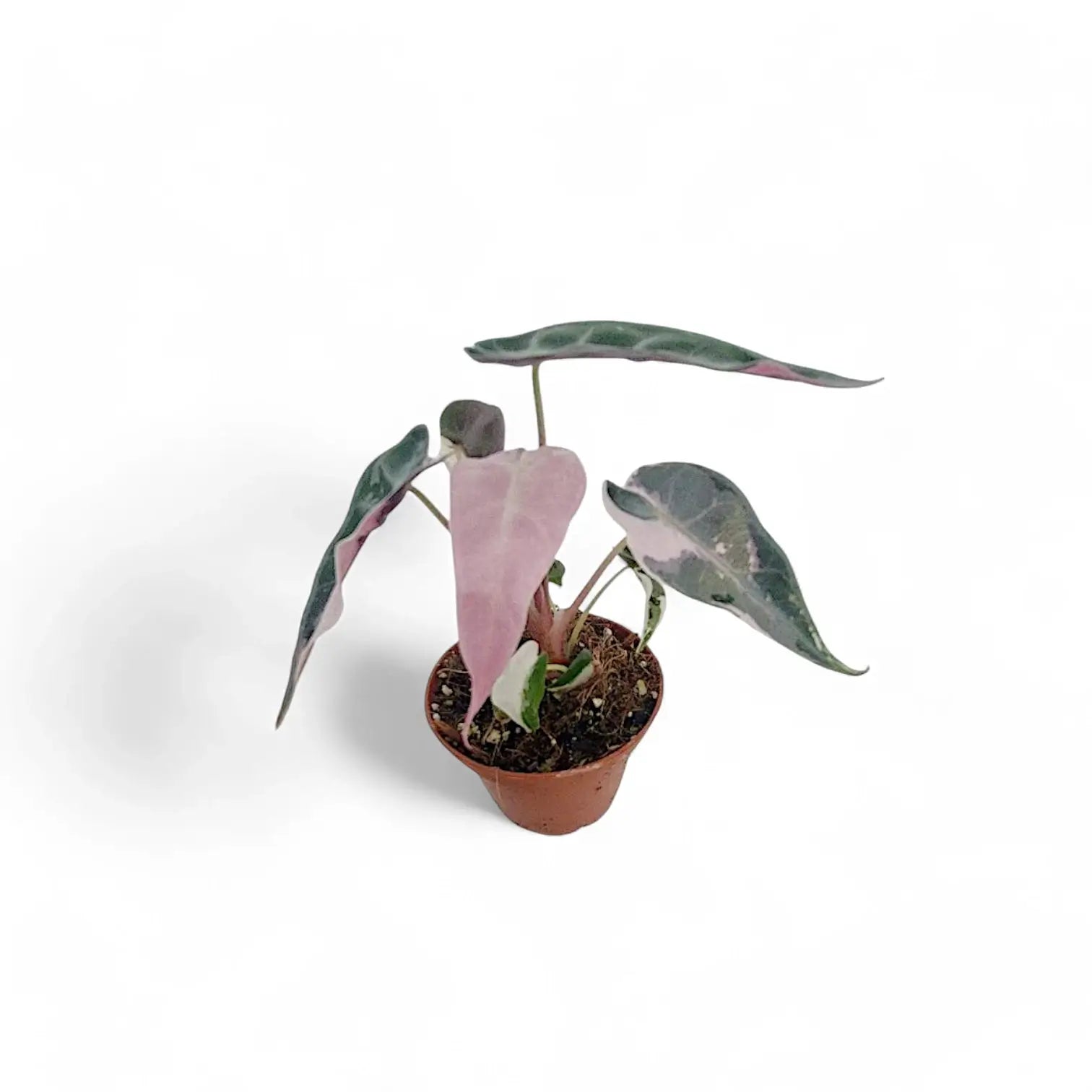 Alocasia 'Bambino Arrow' Pink Variegata – Zimmerpflanze im Kulturtopf auf weißem Hintergrund, Produktfoto 2.