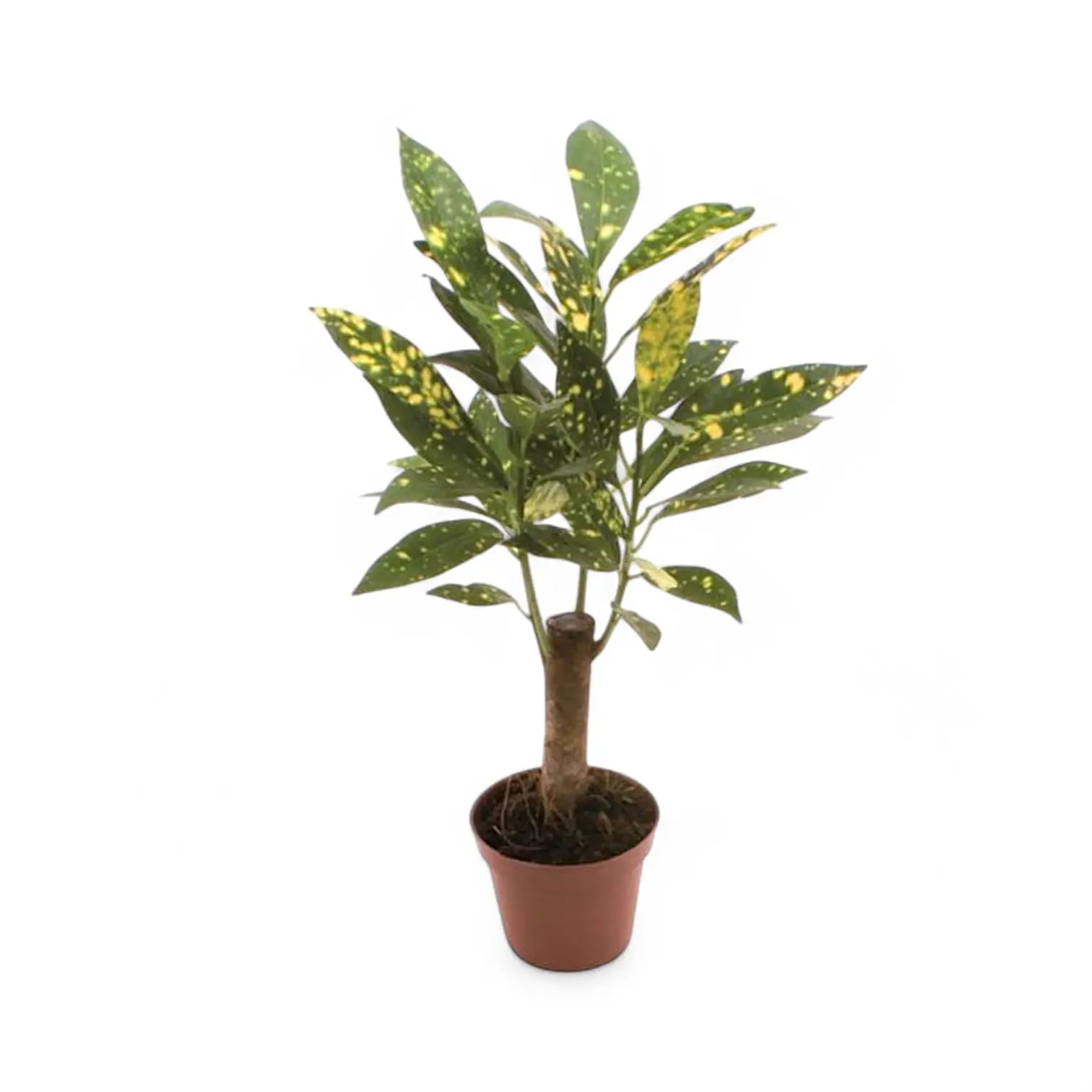 Codiaeum variegatum 'Aucubaefolia' potted houseplant in nursery pot on white background, product photo 4.