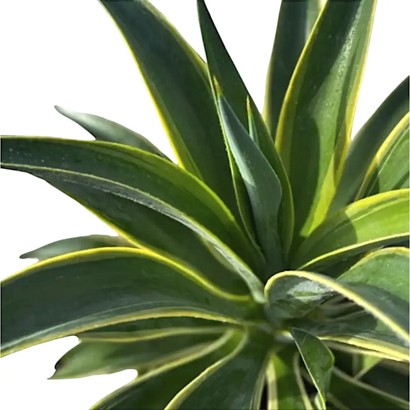 Agave demeesteriana f. marginata leaf close-up on white background.