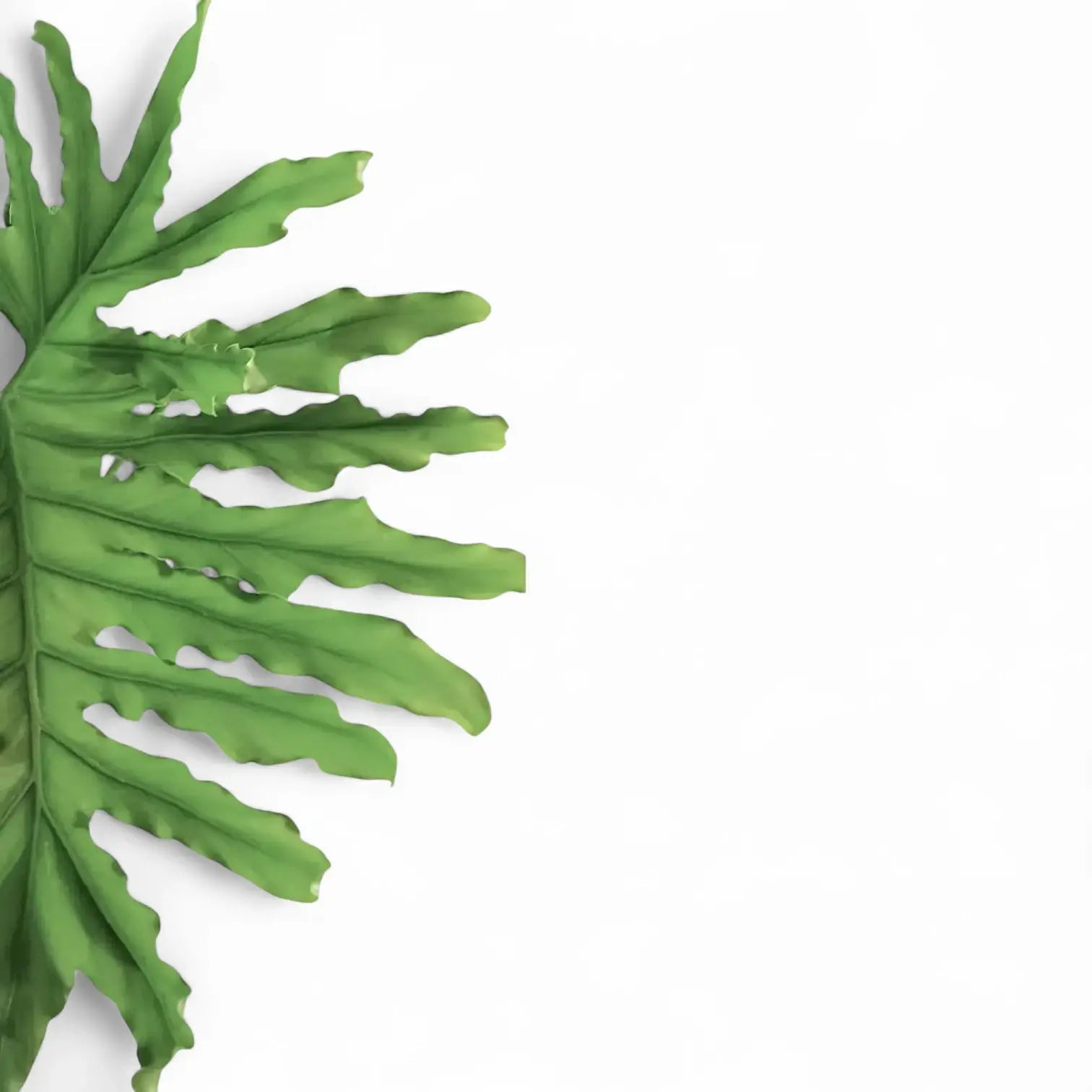 Thaumatophyllum bipinnatifidum potted houseplant in nursery pot on white background, product photo 5.