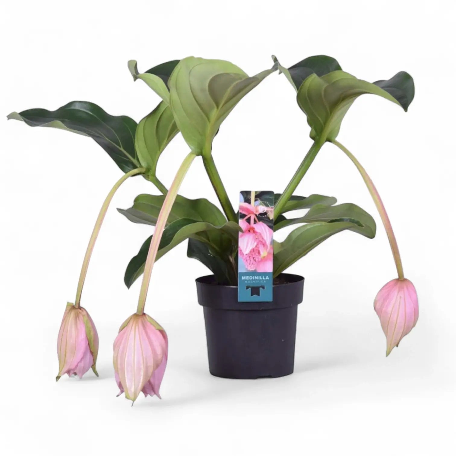 Medinilla magnifica potted houseplant in nursery pot on white background, product photo 3.
