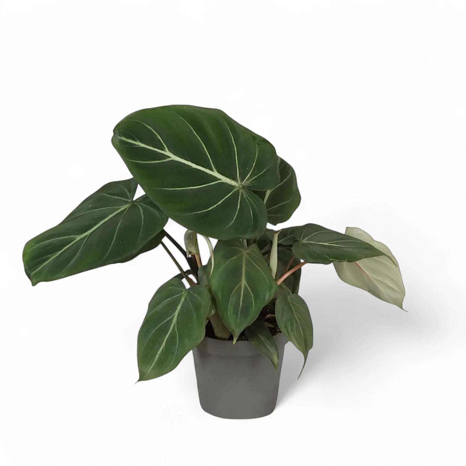 Philodendron gloriosum dark form – Topfpflanze im Kulturtopf vor weißem Hintergrund, Produktfoto 8.