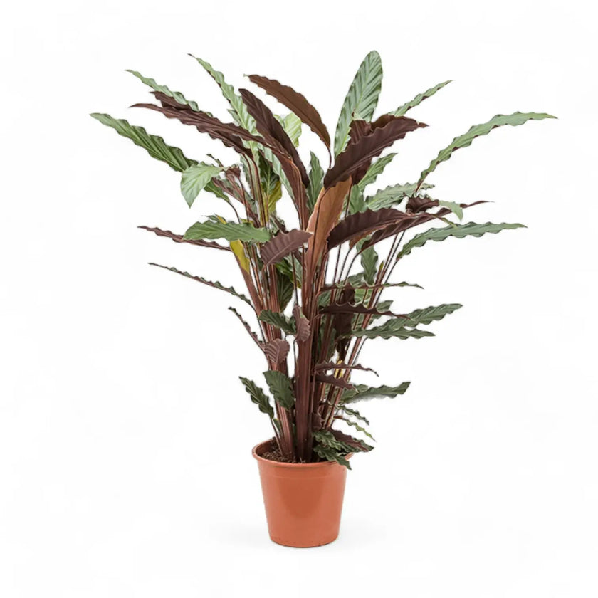 Goeppertia (Calathea) rufibarba 'Wavestar' potted houseplant in nursery pot on white background, product photo 2.
