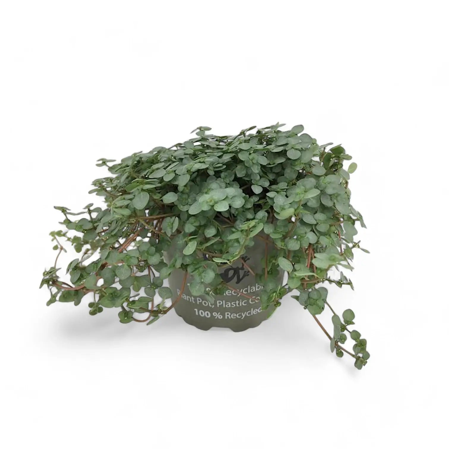 Pilea libanensis 'Greyzy' ('Silver Sparkles') potted houseplant in nursery pot on white background, product photo 5.