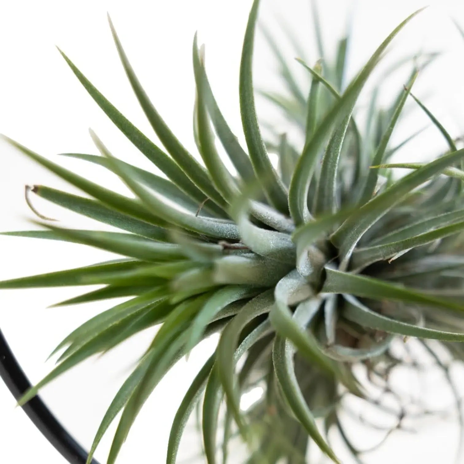 Tillandsia ionantha – With Plant Display Stand potted houseplant in nursery pot on white background, product photo 3.