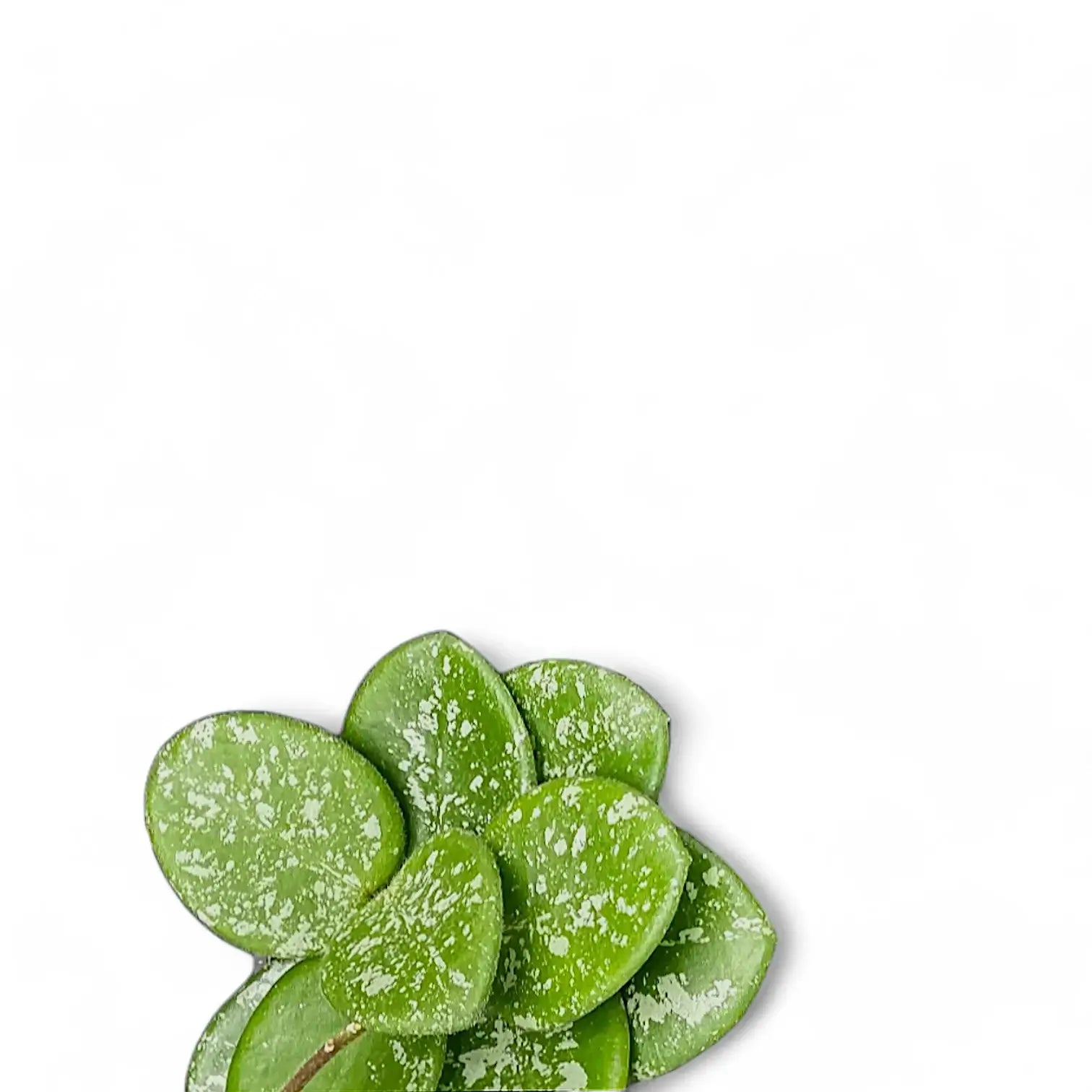 Hoya ‘Mathilde Splash’ potted houseplant in nursery pot on white background, product photo 2.