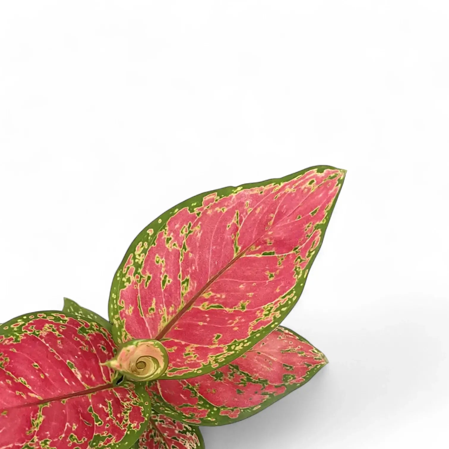 Nahaufnahme eines Blatts von Aglaonema 'Red Valentine' vor weiĂźem Hintergrund.