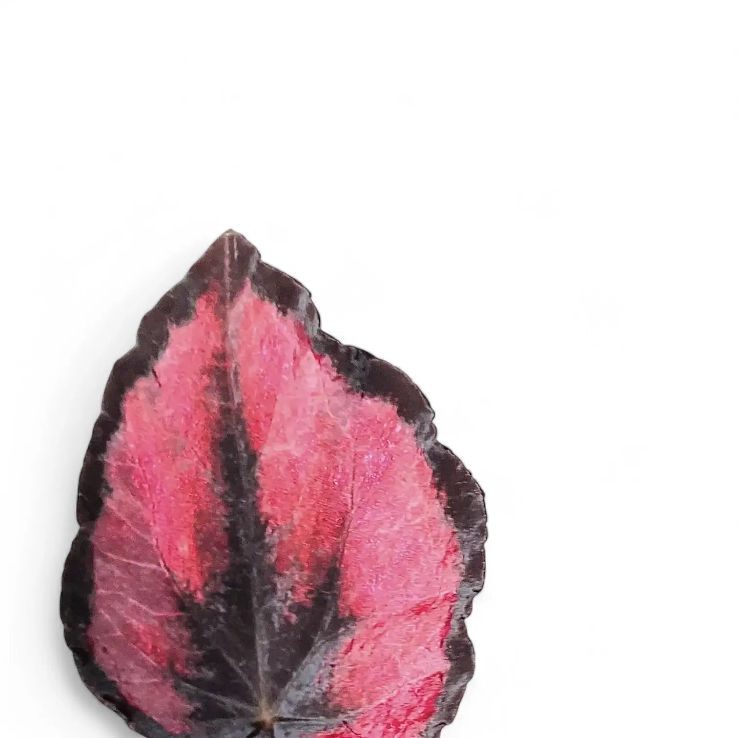 Nahaufnahme eines Blatts von Begonia rex 'Red Kiss' vor weiĂźem Hintergrund.