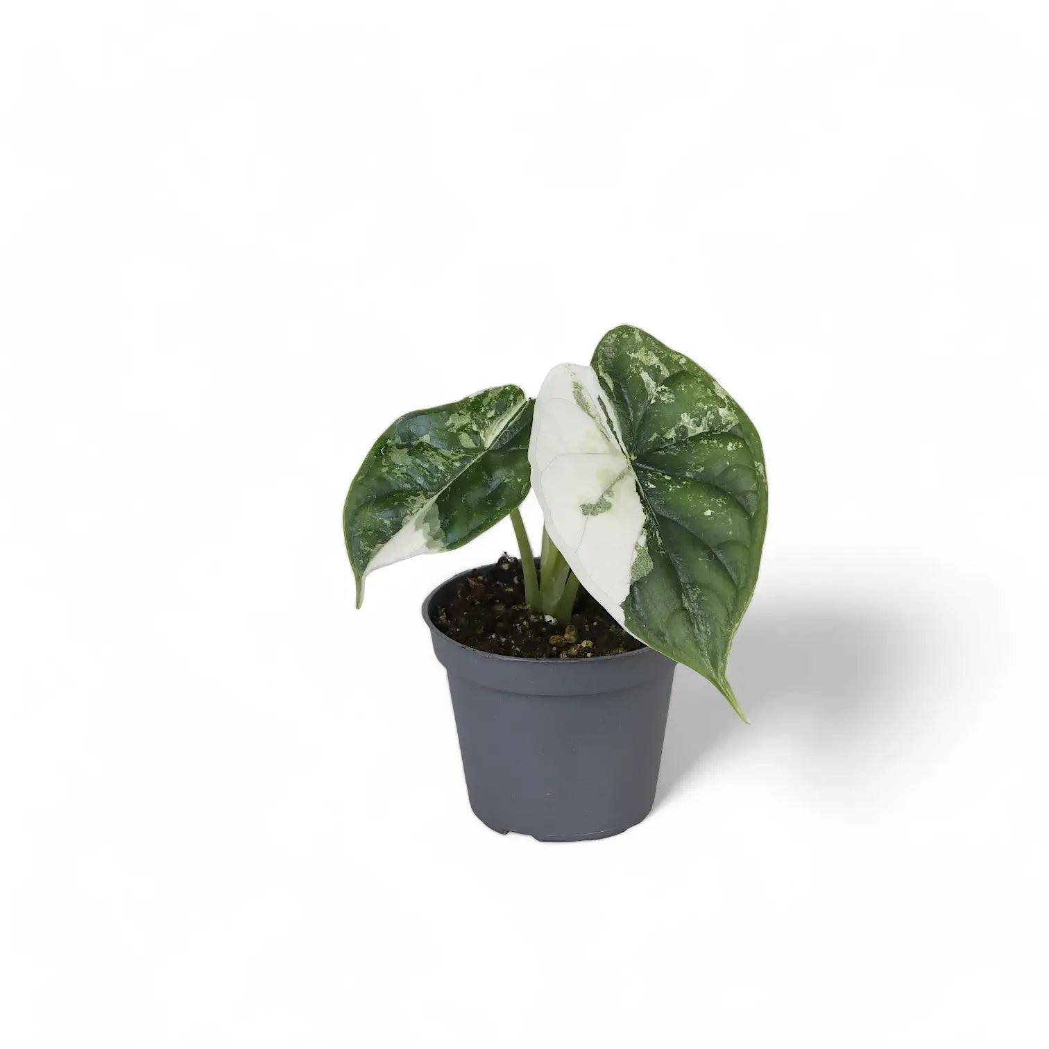 Alocasia baginda 'Dragon scale' albo-variegata potted houseplant in nursery pot on white background, product photo 4.