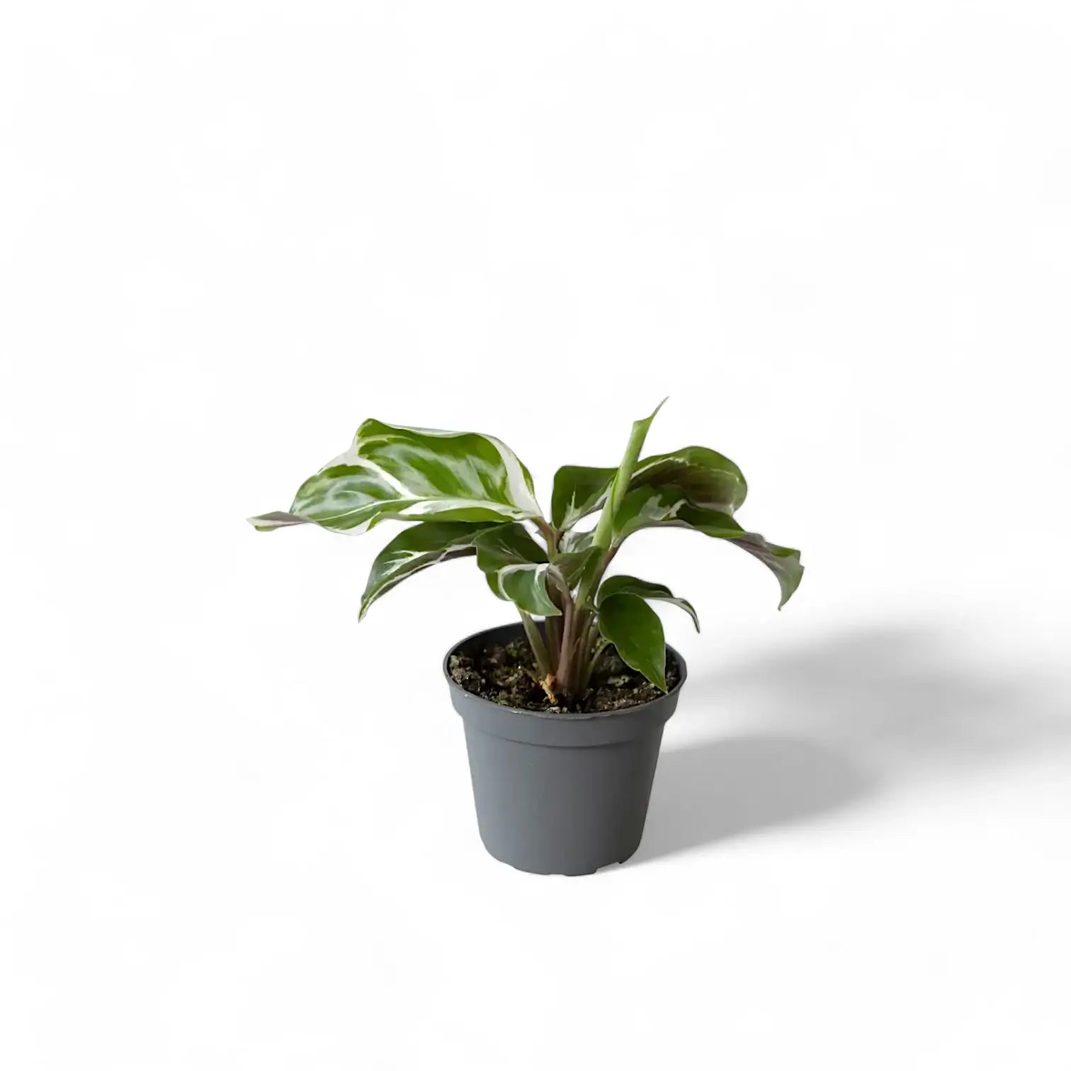 Goeppertia (Calathea) lietzei 'White fusion' potted houseplant in nursery pot on white background, product photo 4.