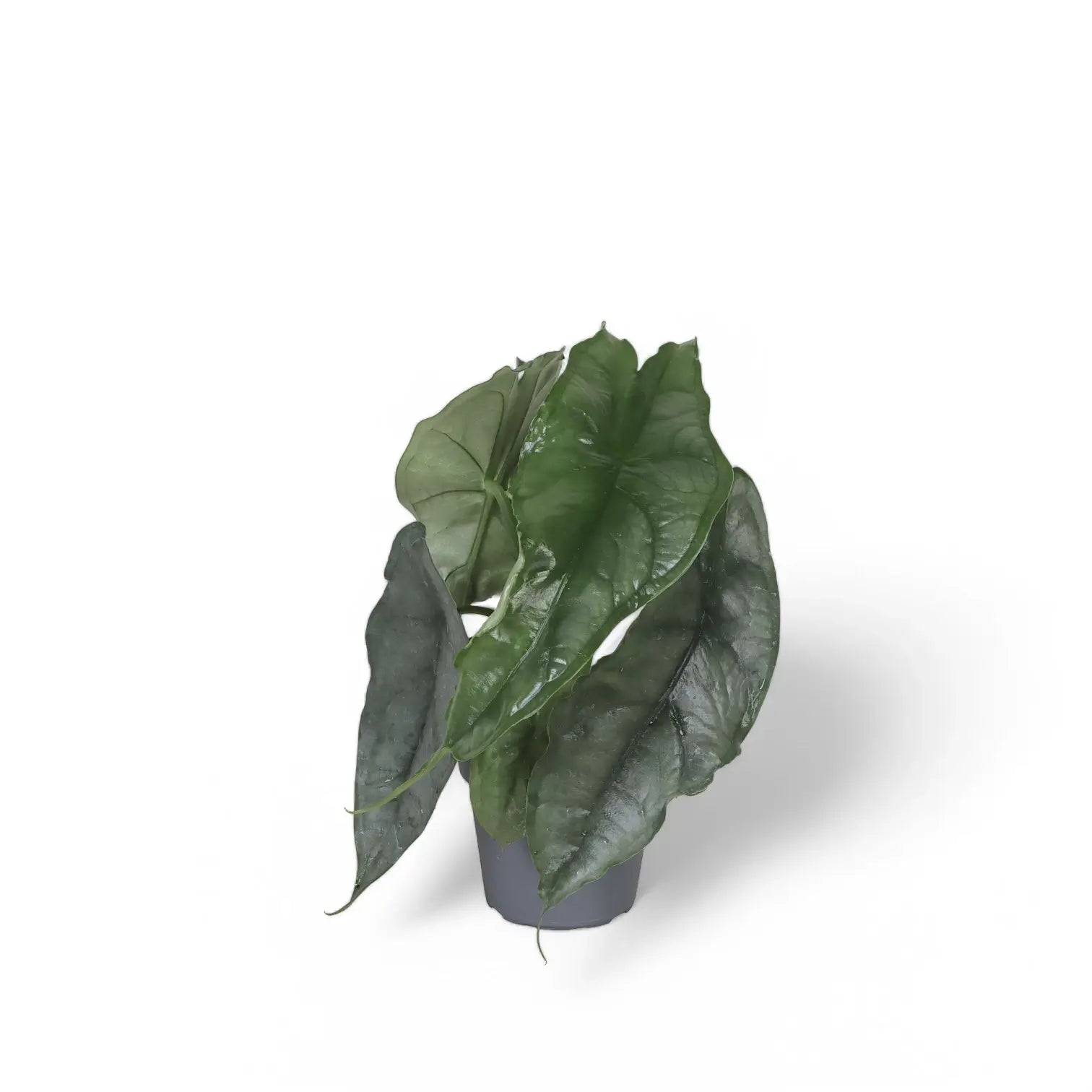 Alocasia heterophylla 'Dragon's Breath' potted houseplant in nursery pot on white background, product photo 5.