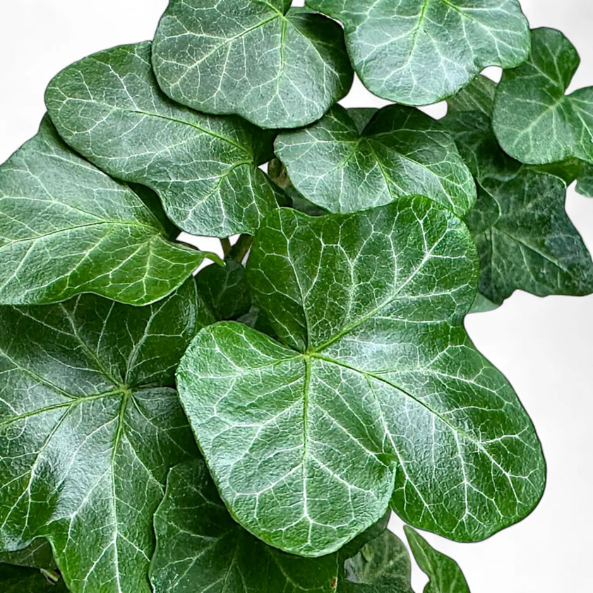 Nahaufnahme eines Blatts von Hedera helix 'Wonder' vor weiĂem Hintergrund.