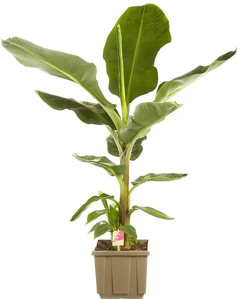 Musa acuminata 'Dwarf Cavendish' potted houseplant in nursery pot on white background, product photo 6.