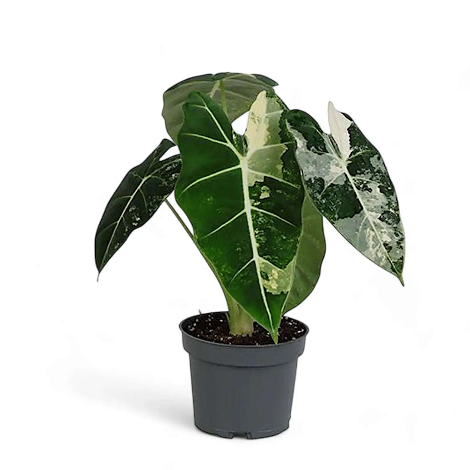 Alocasia ‘Frydek’ variegata potted houseplant in nursery pot on white background, product photo 15.