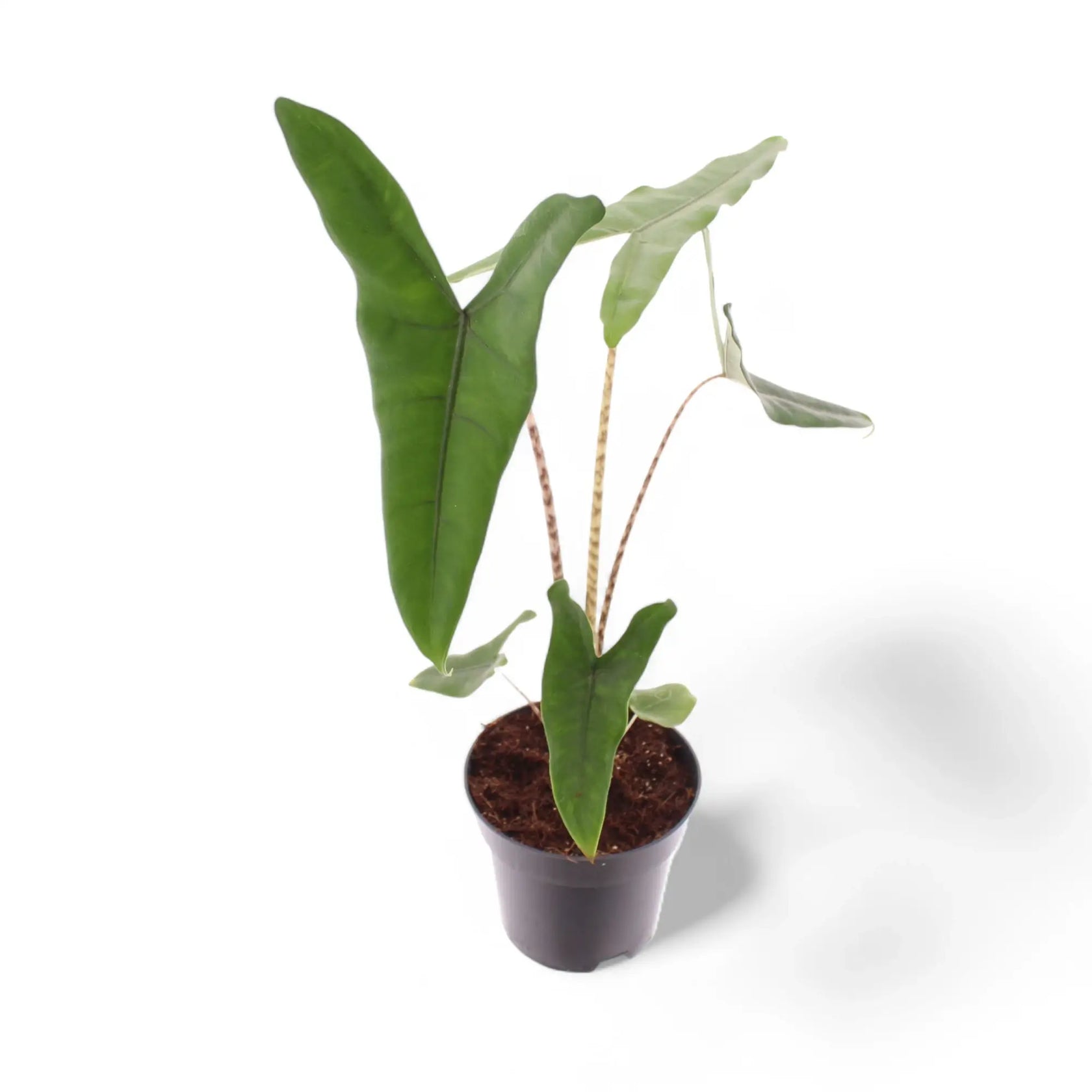 Alocasia zebrina – Topfpflanze im Kulturtopf vor weißem Hintergrund, Produktfoto 10.