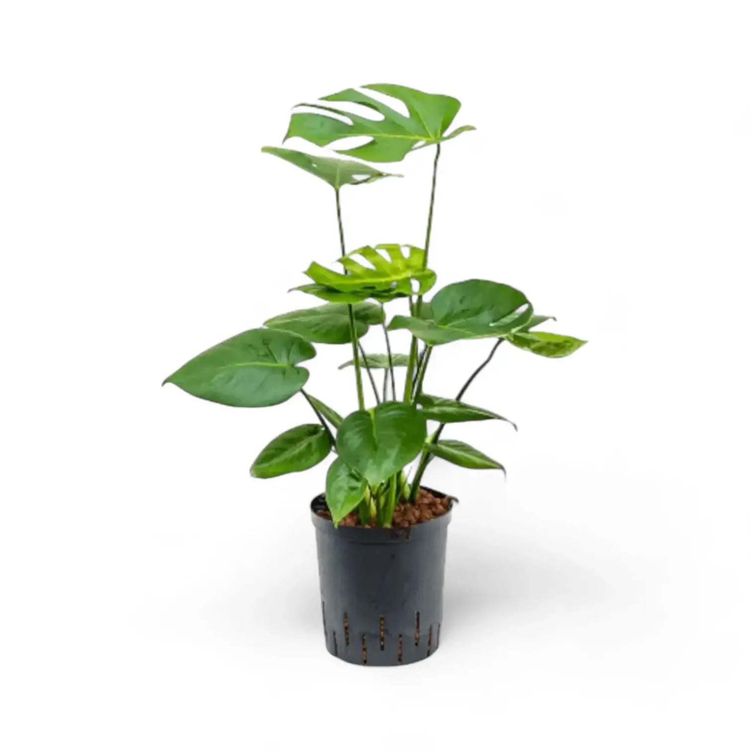 Monstera deliciosa – Zimmerpflanze im Kulturtopf auf weißem Hintergrund, Produktfoto 10.