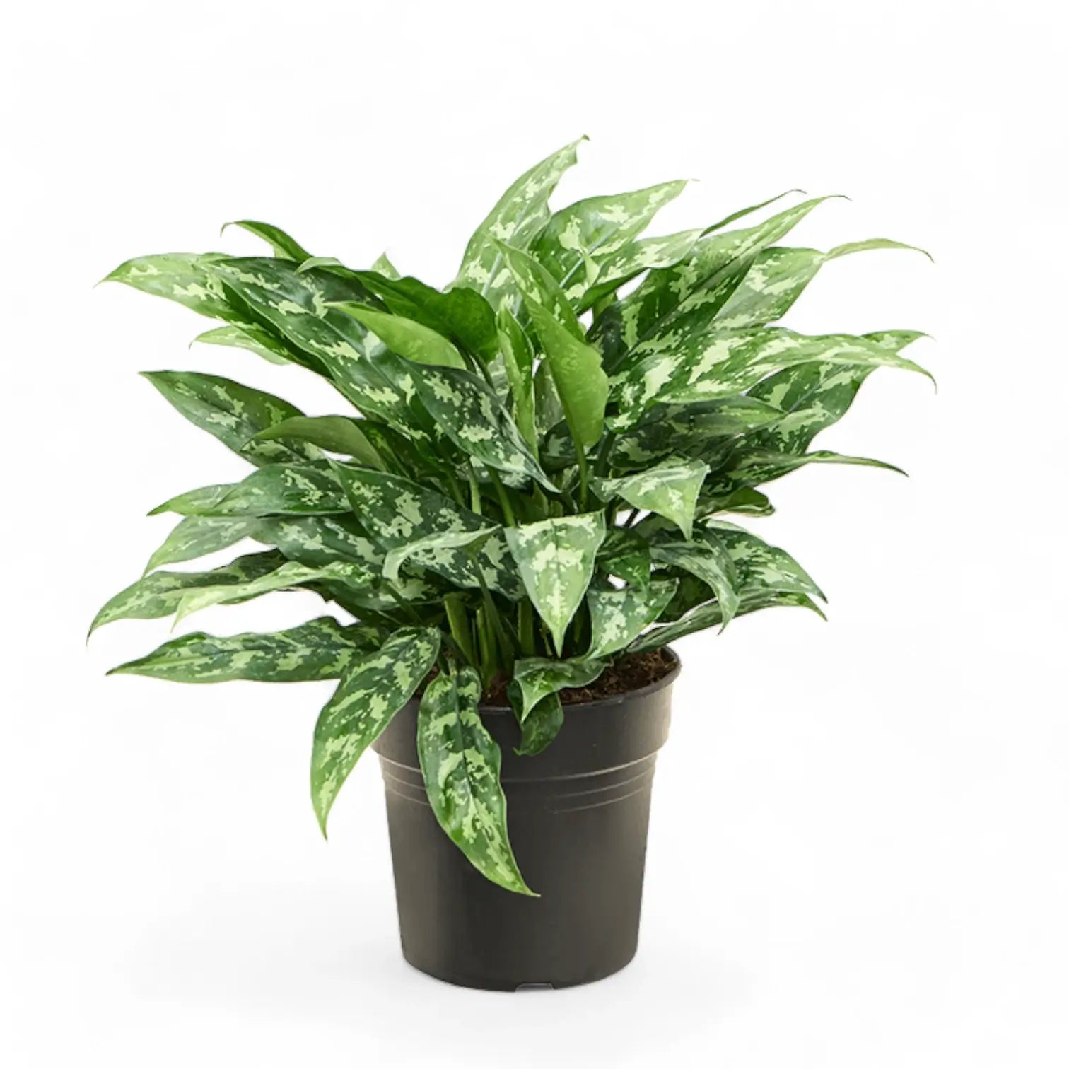 Aglaonema 'Maria' – Topfpflanze im Kulturtopf vor weißem Hintergrund, Produktfoto 7.