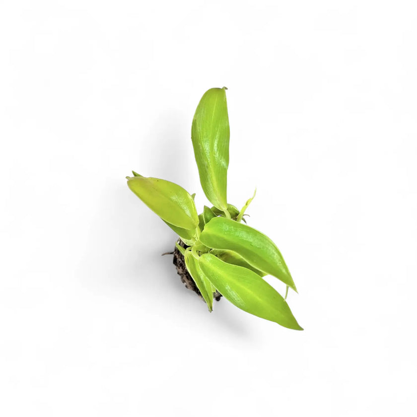 Philodendron 'Moonlight' â Zimmerpflanze im Kulturtopf auf weiĂem Hintergrund, Produktfoto 2.