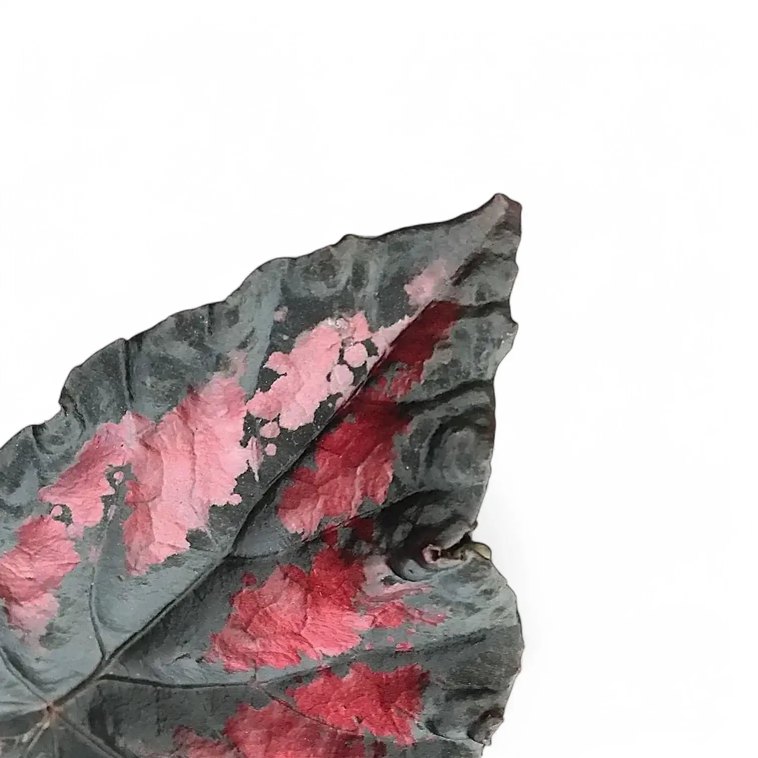 Begonia rex 'Etna' leaf close-up on white background.