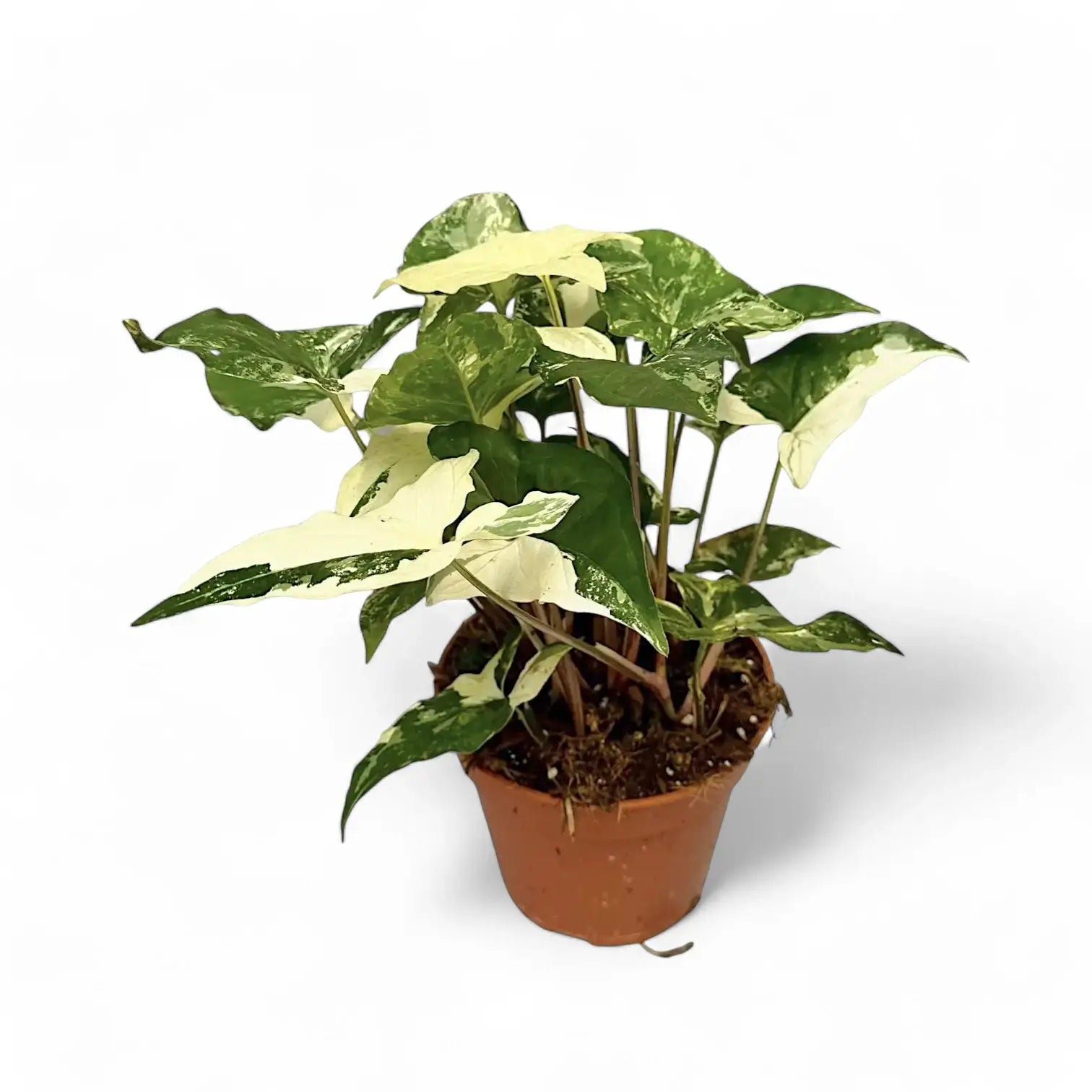 Syngonium podophyllum 'Albo Variegata' potted houseplant in nursery pot on white background, product photo 4.