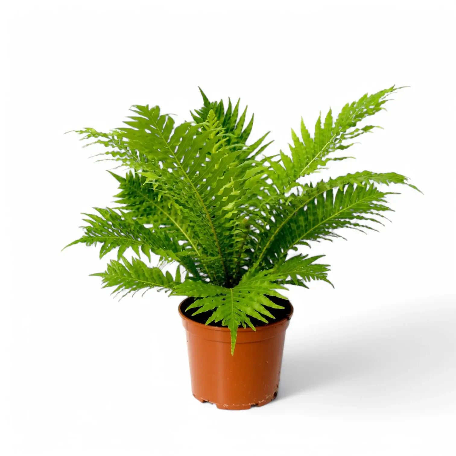 Oceaniopteris gibba – Zimmerpflanze im Kulturtopf auf weißem Hintergrund, Produktfoto 4.