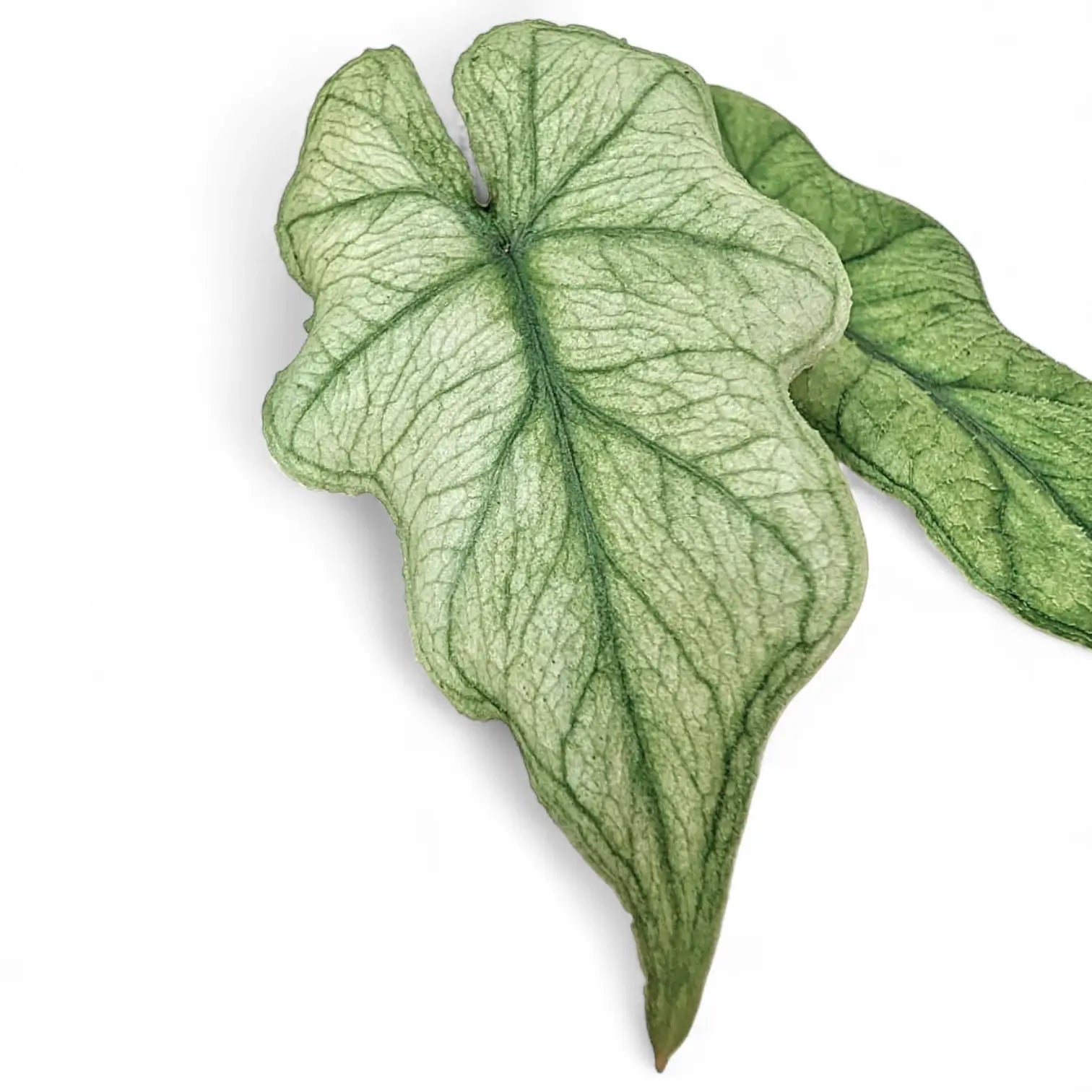 Alocasia 'Jacklyn Ghost' ('Mint') – Zimmerpflanze im Kulturtopf auf weißem Hintergrund, Produktfoto 4.