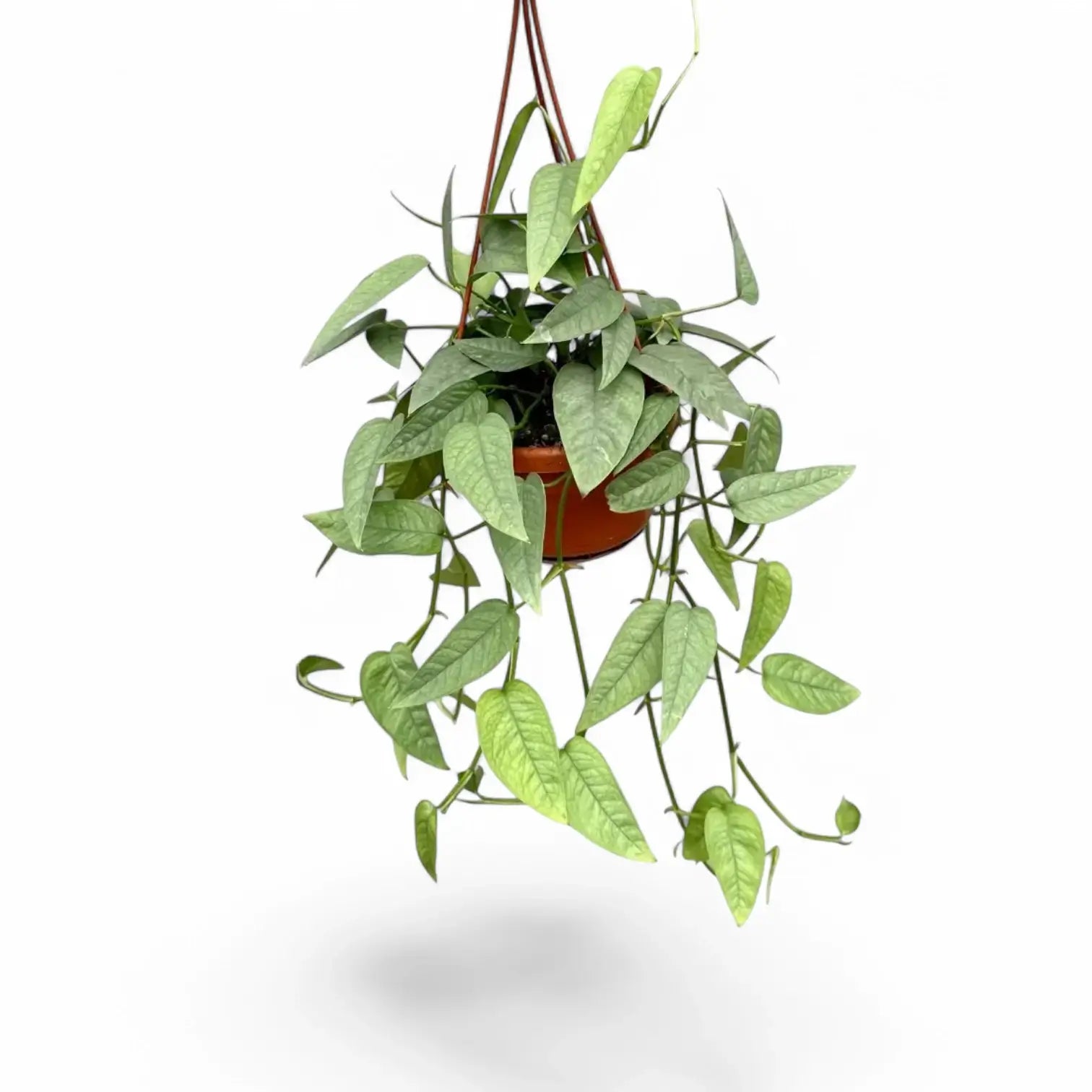 Epipremnum pinnatum 'Cebu Blue' – Topfpflanze im Kulturtopf vor weißem Hintergrund, Produktfoto 7.