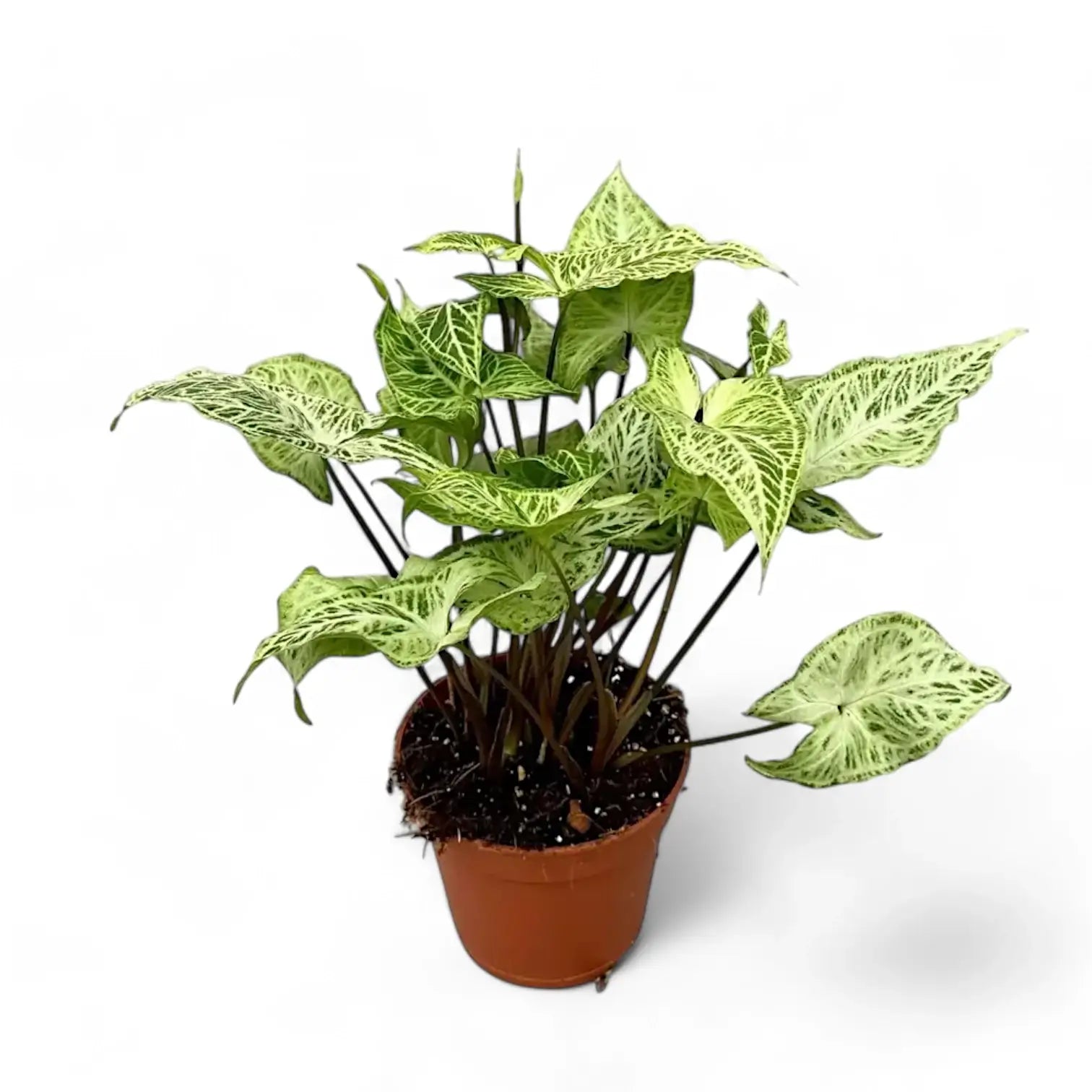 Syngonium podophyllum 'Batik' ('Golden venation') potted houseplant in nursery pot on white background, product photo 5.