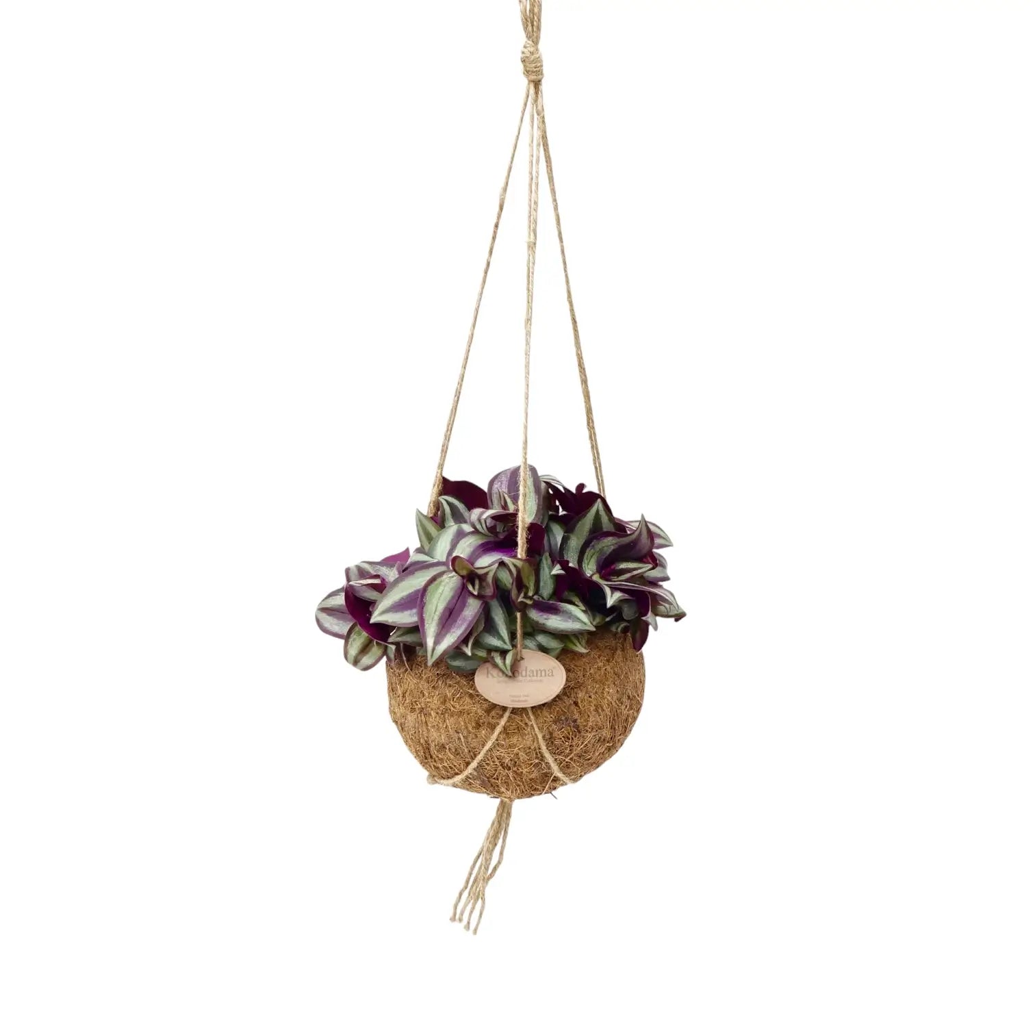 Tradescantia zebrina âViolet Hillâ in Kokodama leaf close-up on white background.