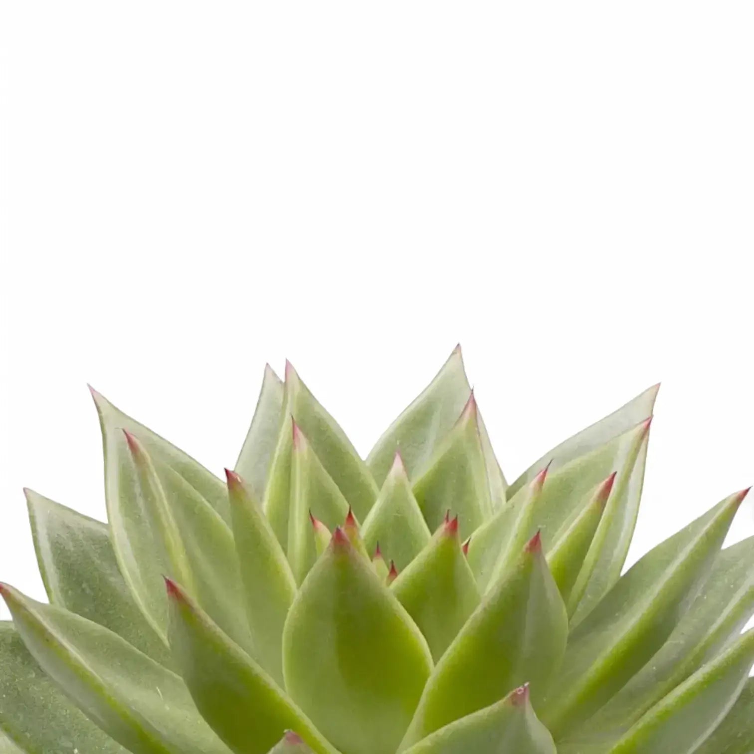 Echeveria agavoides 'Pluto Galaxy' leaf close-up on white background.