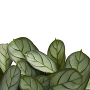 Nahaufnahme eines Blatts von Ctenanthe burle-marxii 'Amagris' vor weißem Hintergrund.