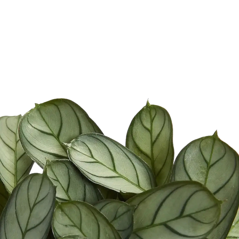 Ctenanthe burle-marxii 'Amagris' leaf close-up on white background.